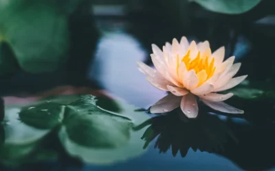 Intuitive Meditation – Online workshop – 9th Nov and onwards