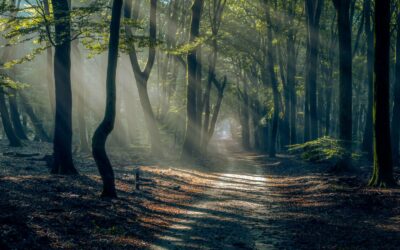 Taller El Viaje de la Consciencia – 29th Sep 2026